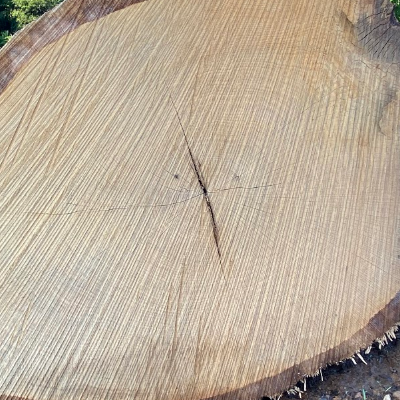 white oak log