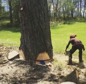 a person sawing down a very large tree in the woods
