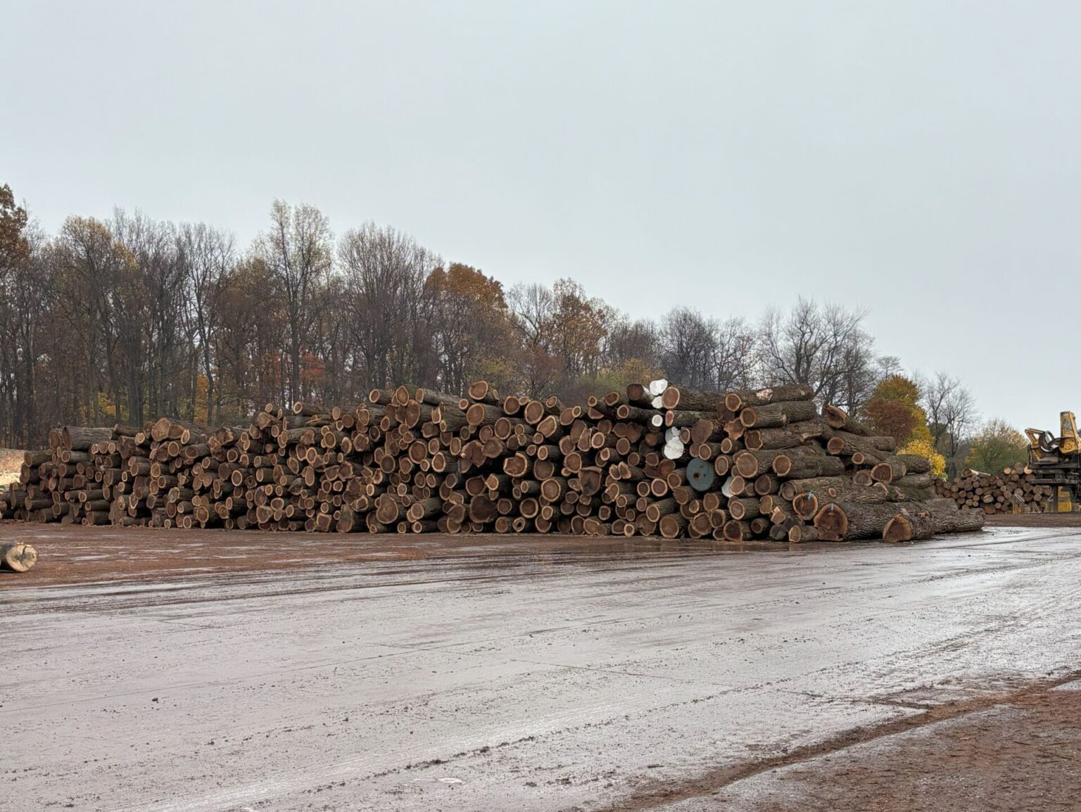 We Buy Black Walnut Timber Sell Us Your Trees