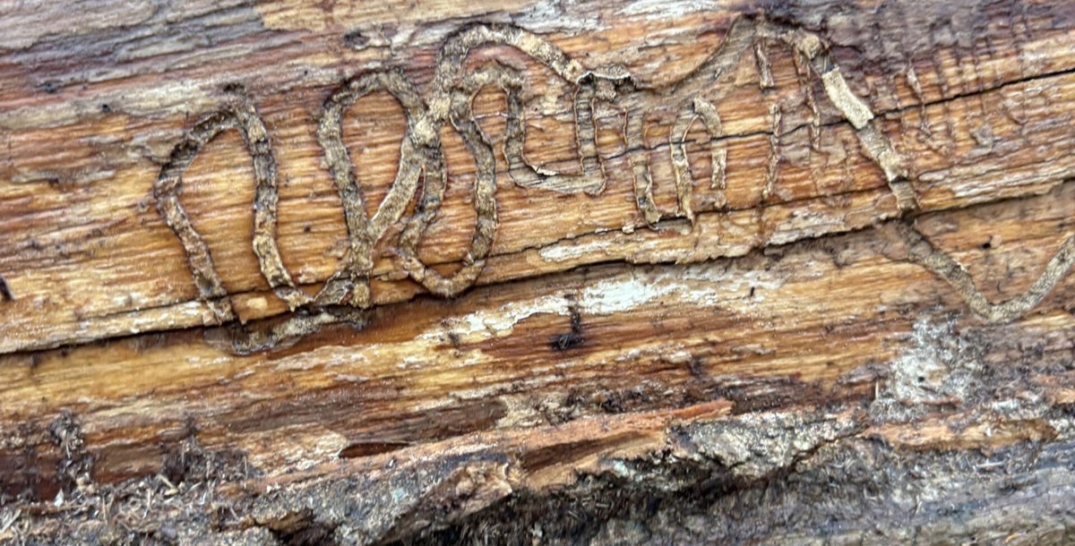 Image showcasing Tree Disease or Emerald Ash Borer?