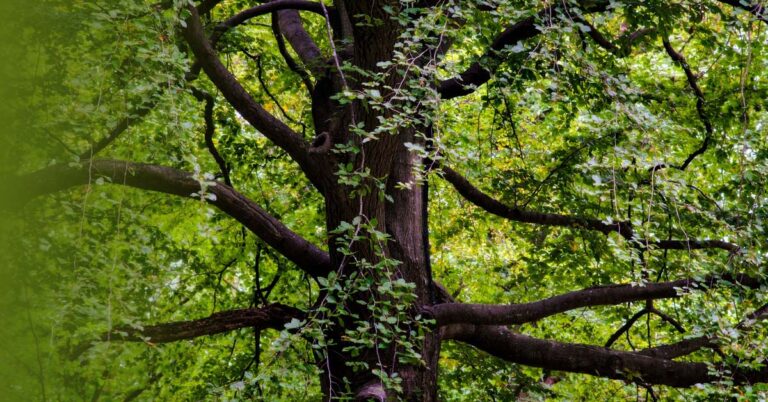 a close up of a black walnut tree surrounded by green leaves