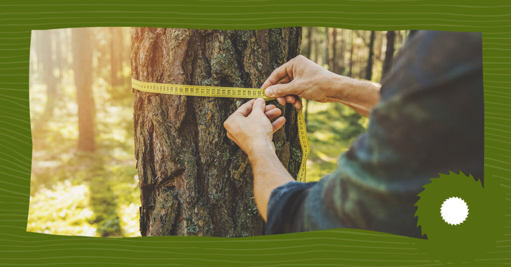 How to Measure the Diameter of a Tree