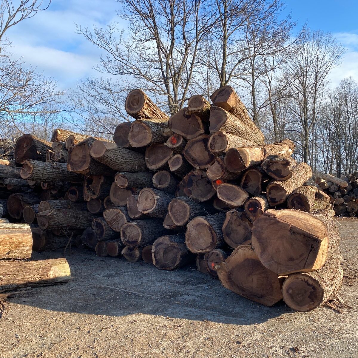 walnut logs in logyard